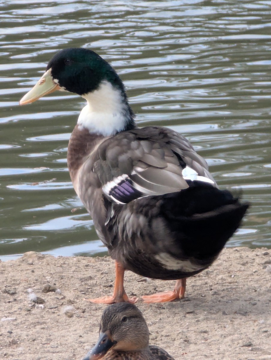 Тэжээмэл нугас - ML641657622