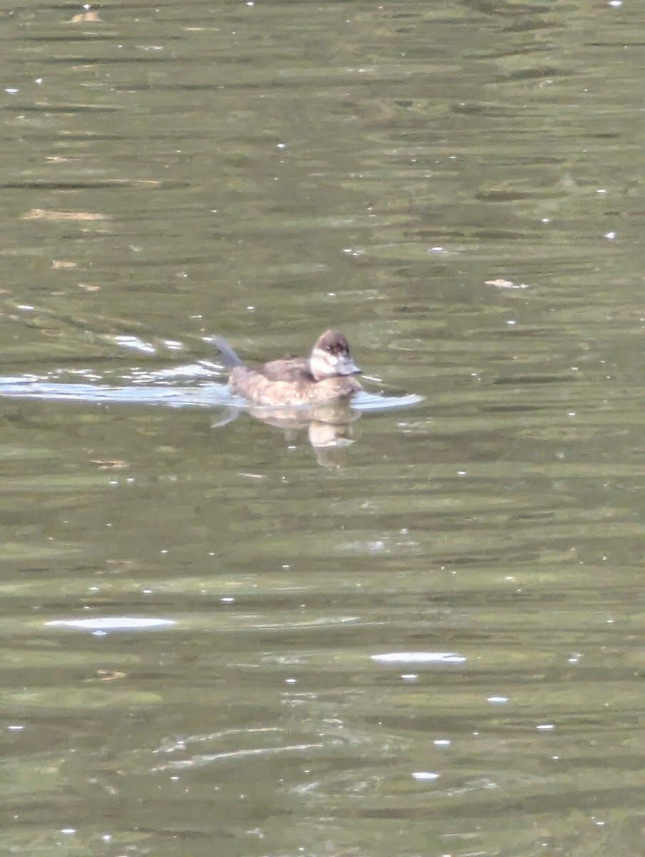 Ruddy Duck - ML641657632