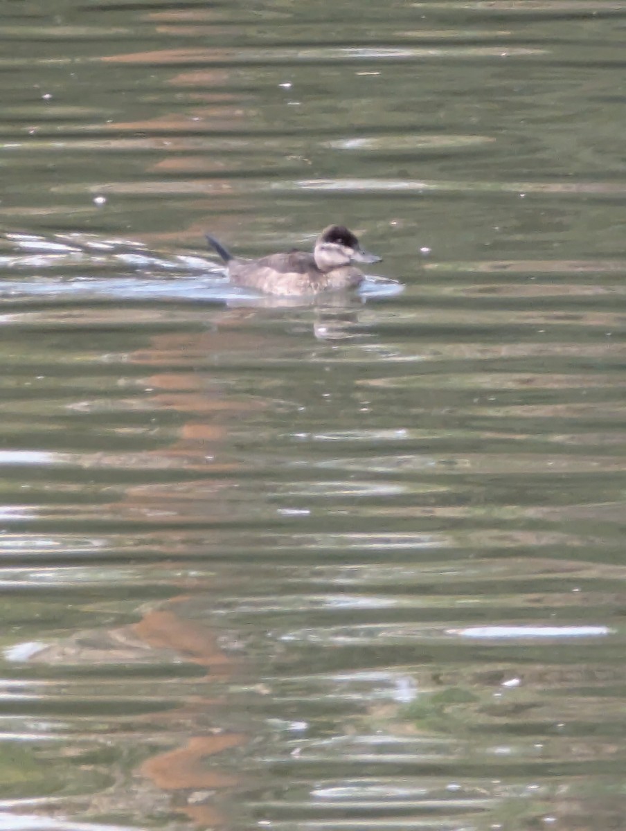 Ruddy Duck - ML641657633