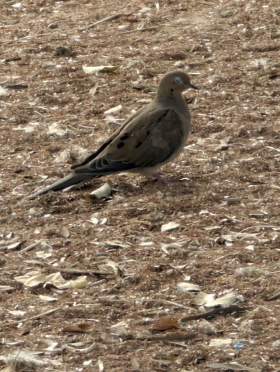 Mourning Dove - ML641657639