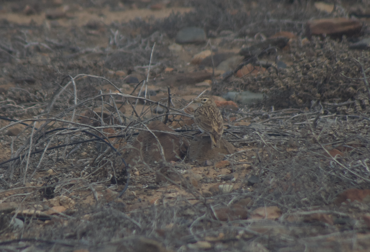 Mediterranean Short-toed Lark - ML641657641