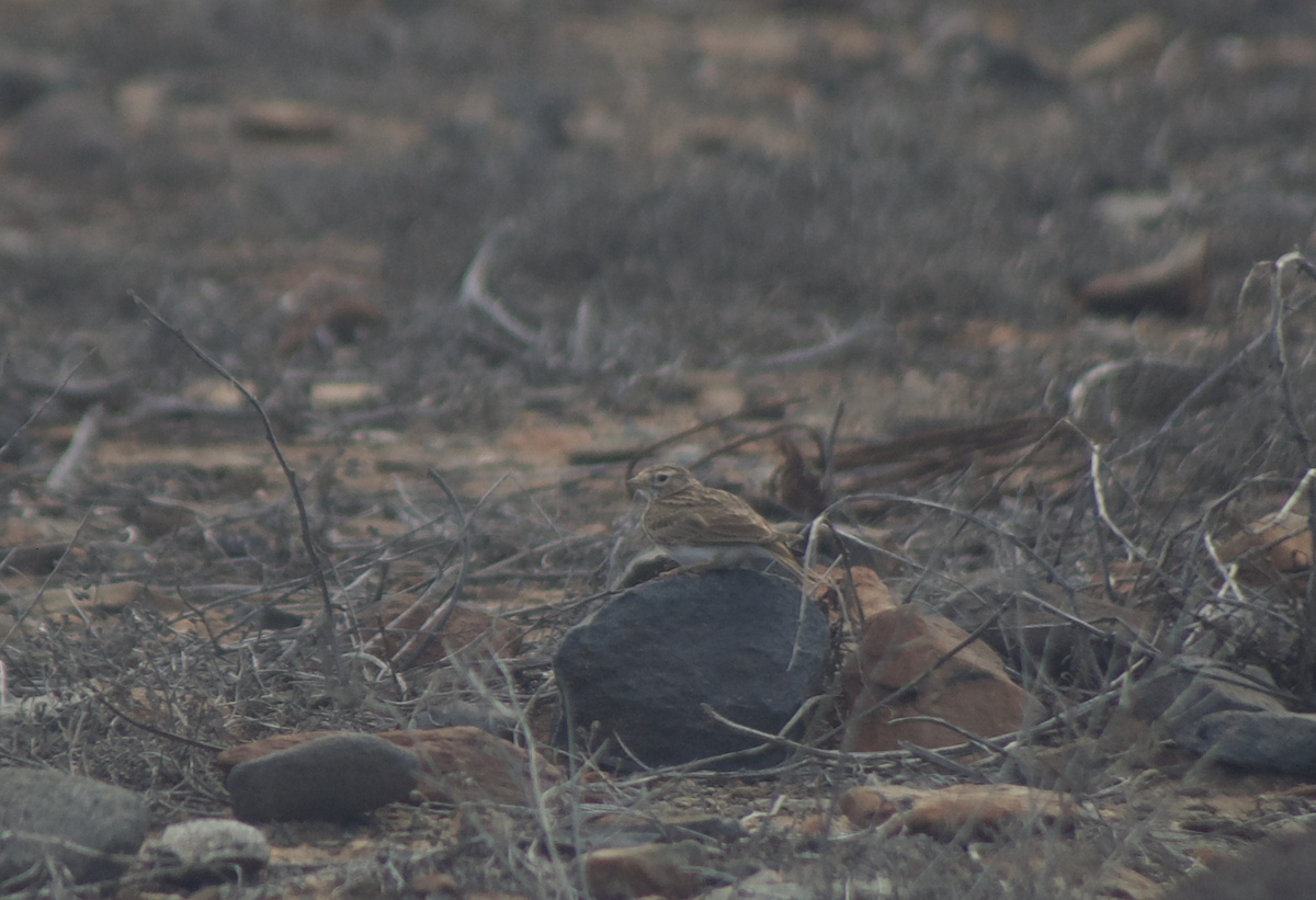 Mediterranean Short-toed Lark - ML641657642