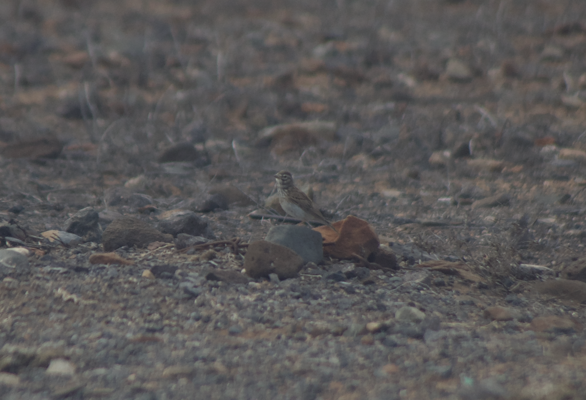 Mediterranean Short-toed Lark - ML641657643