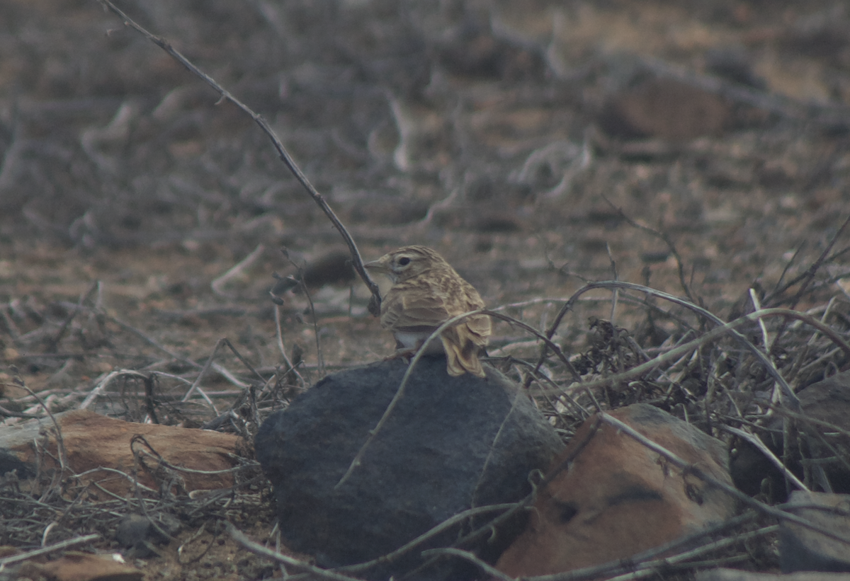 Mediterranean Short-toed Lark - ML641657644