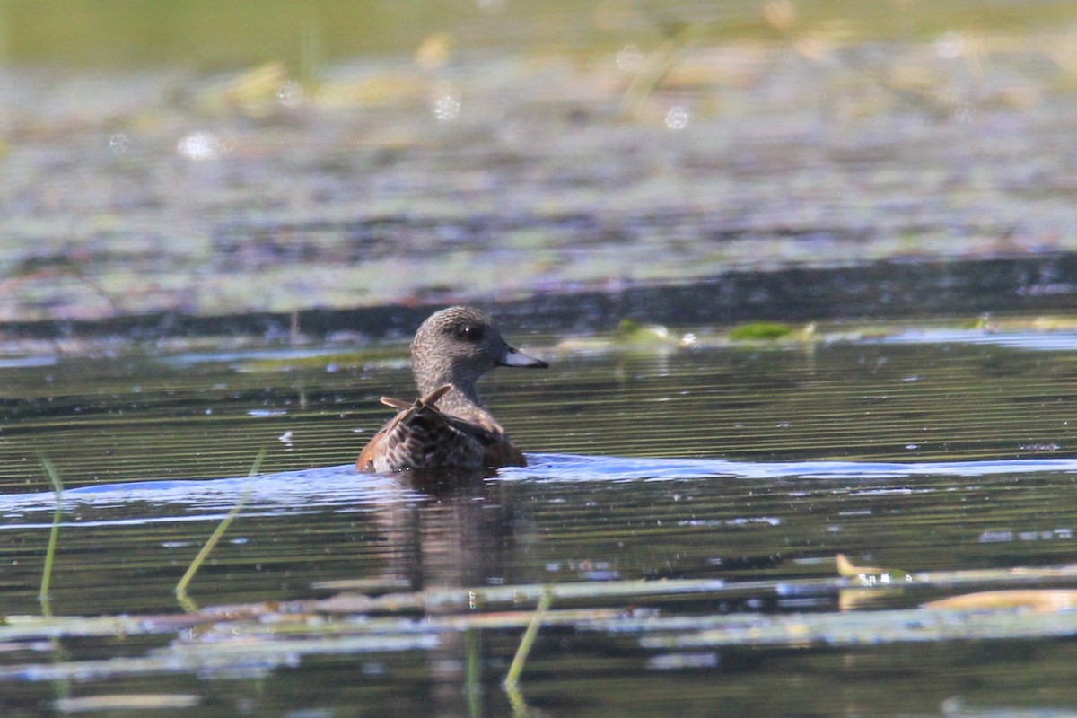 Ahate txistulari amerikarra - ML641657646