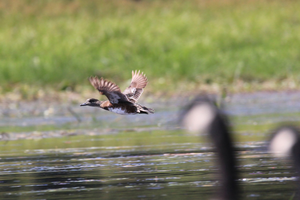 Ahate txistulari amerikarra - ML641657647