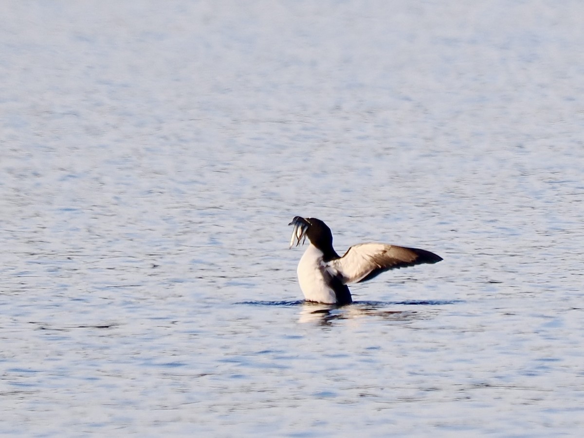 Razorbill - ML641657652