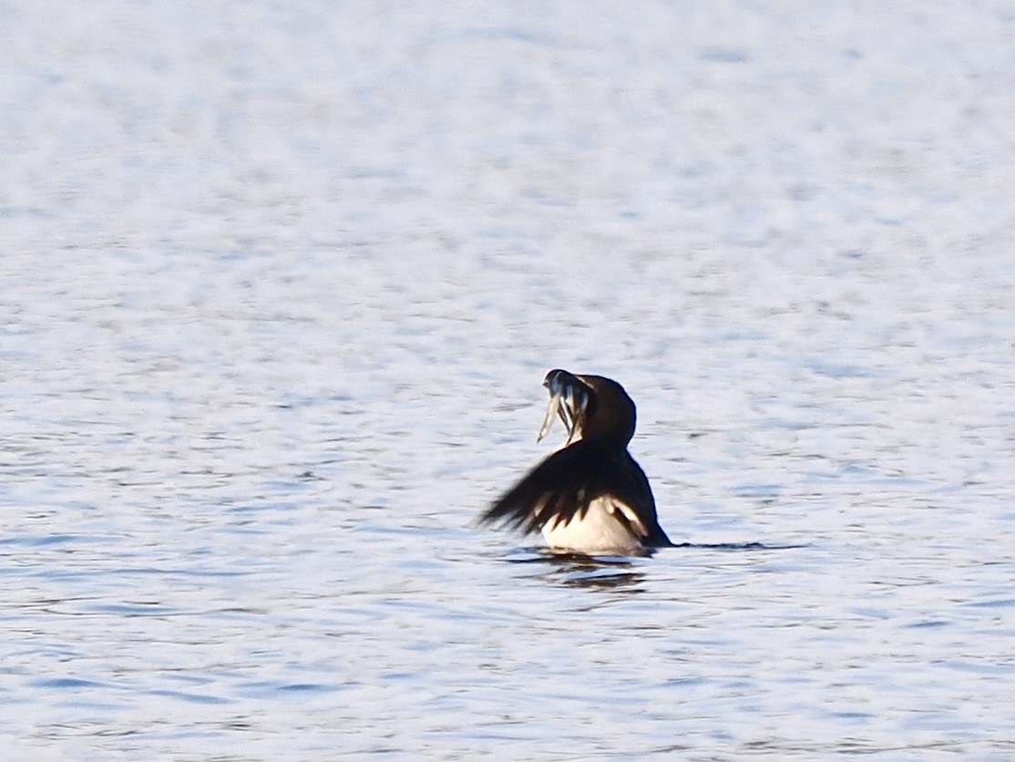 Razorbill - ML641657653