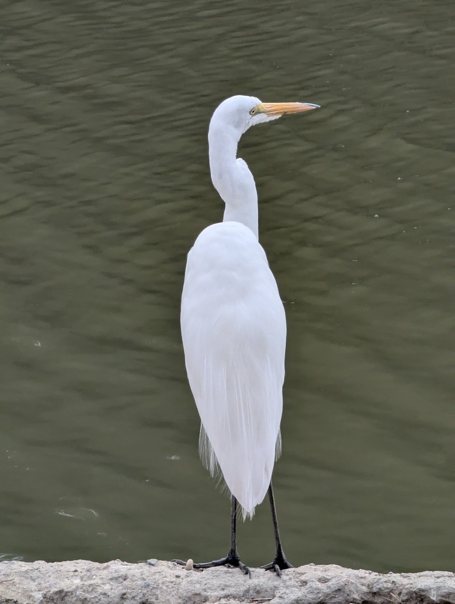 Цасч дэглий - ML641657668