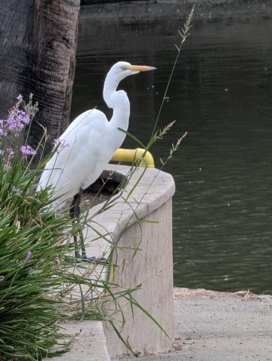 Цасч дэглий - ML641657669