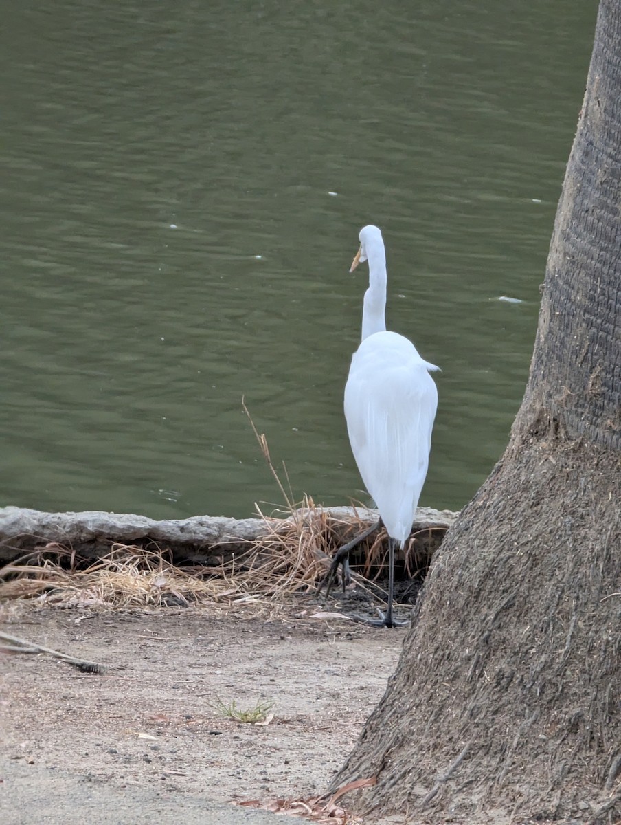 Цасч дэглий - ML641657670