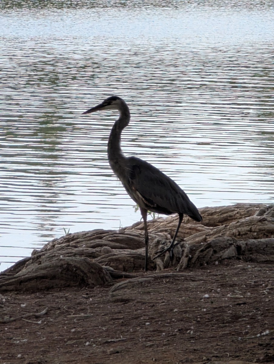 Great Blue Heron - ML641657678