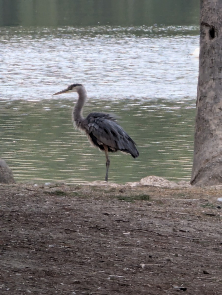 Great Blue Heron - ML641657679