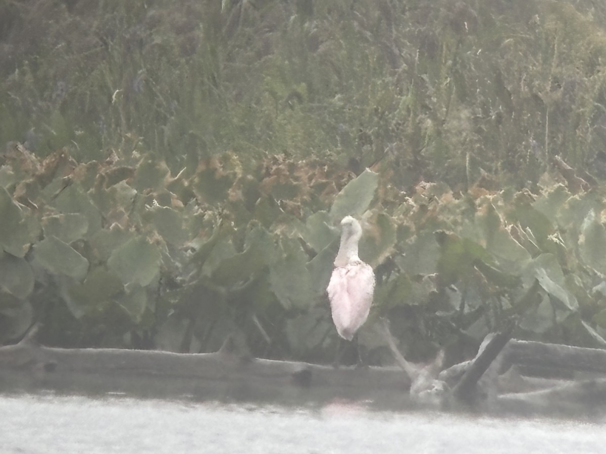 Roseate Spoonbill - ML641657686