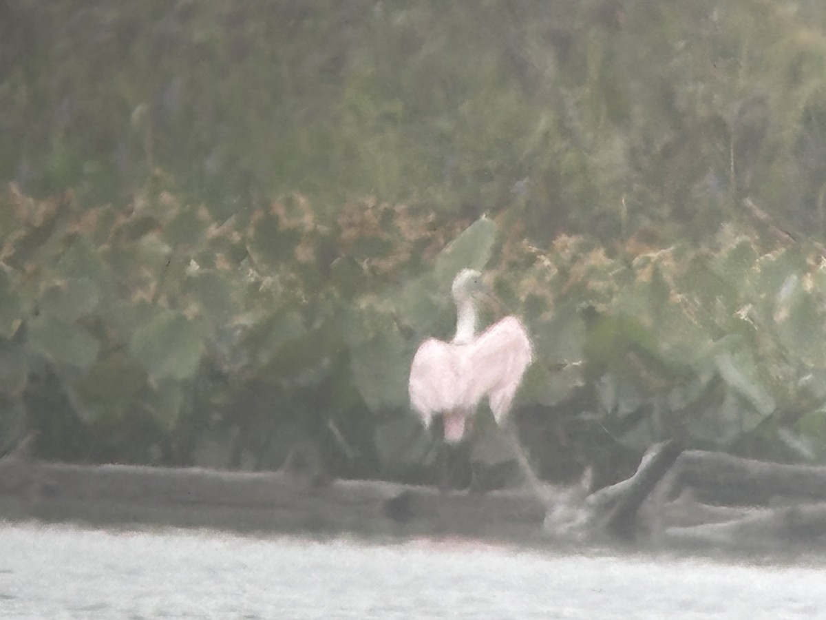 Roseate Spoonbill - ML641657687