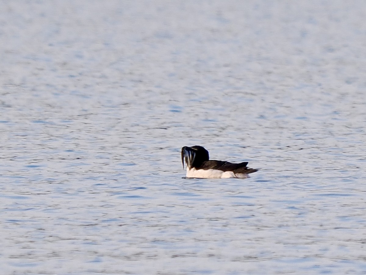 Razorbill - ML641657691