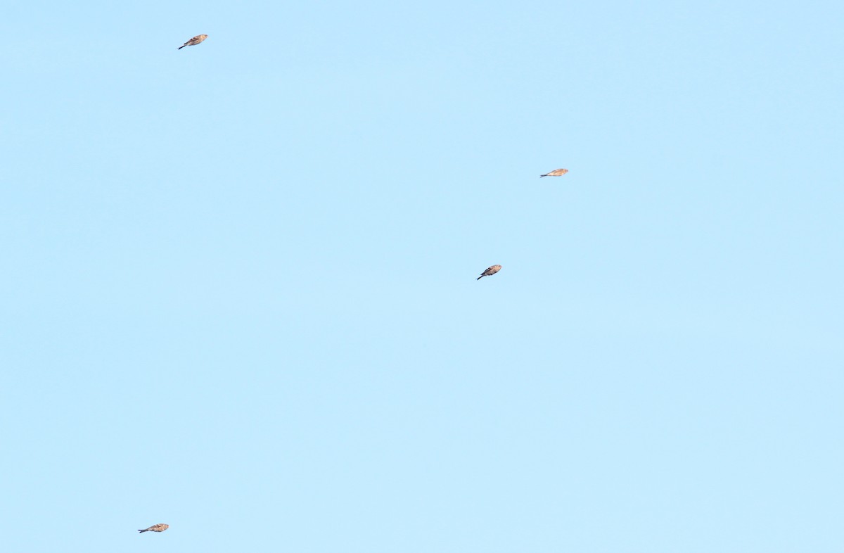 Redpoll (Common) - ML641657758