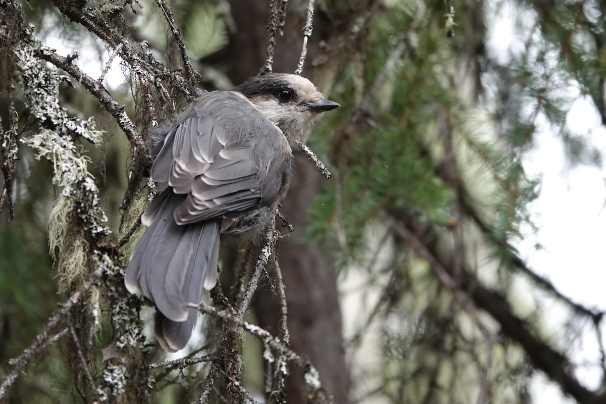 Canada Jay - ML641657809