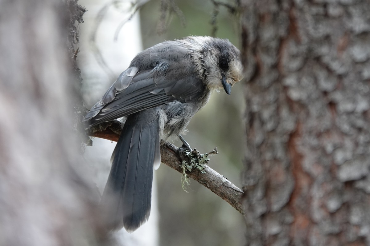 Canada Jay - ML641657810
