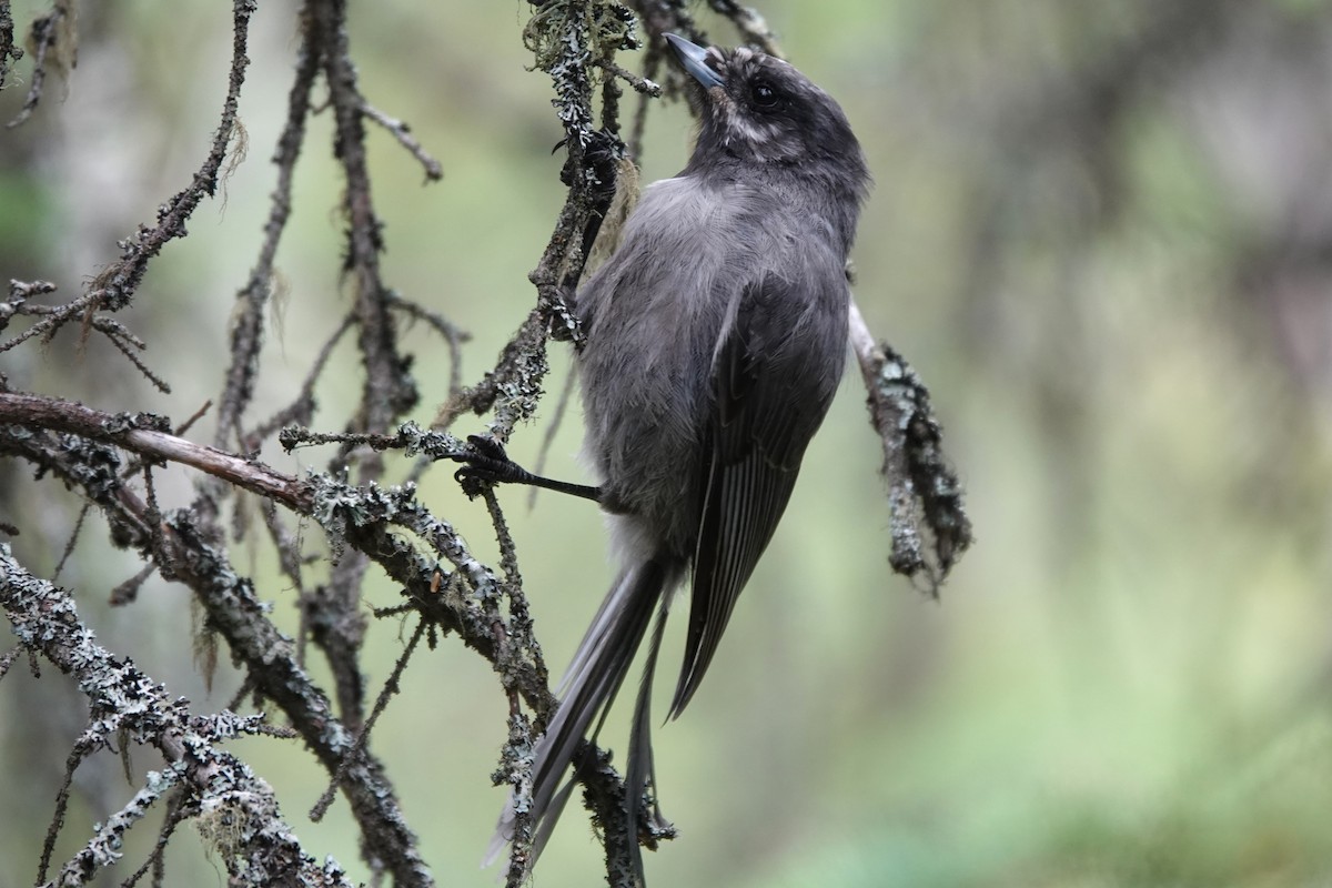 Canada Jay - ML641657811