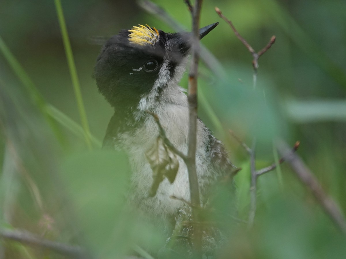 Black-backed Woodpecker - ML641657838