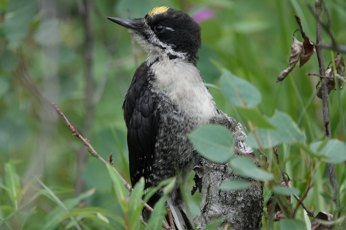 Black-backed Woodpecker - ML641657839