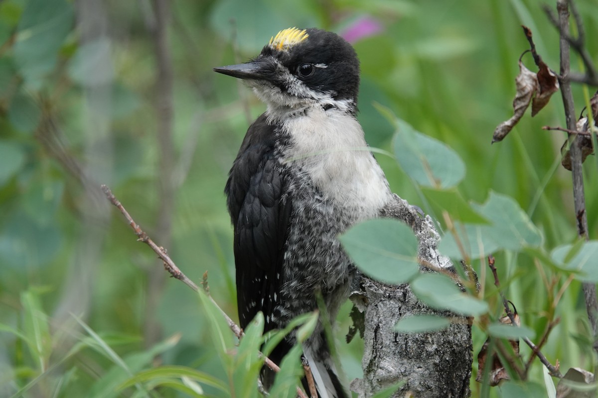 Black-backed Woodpecker - ML641657840