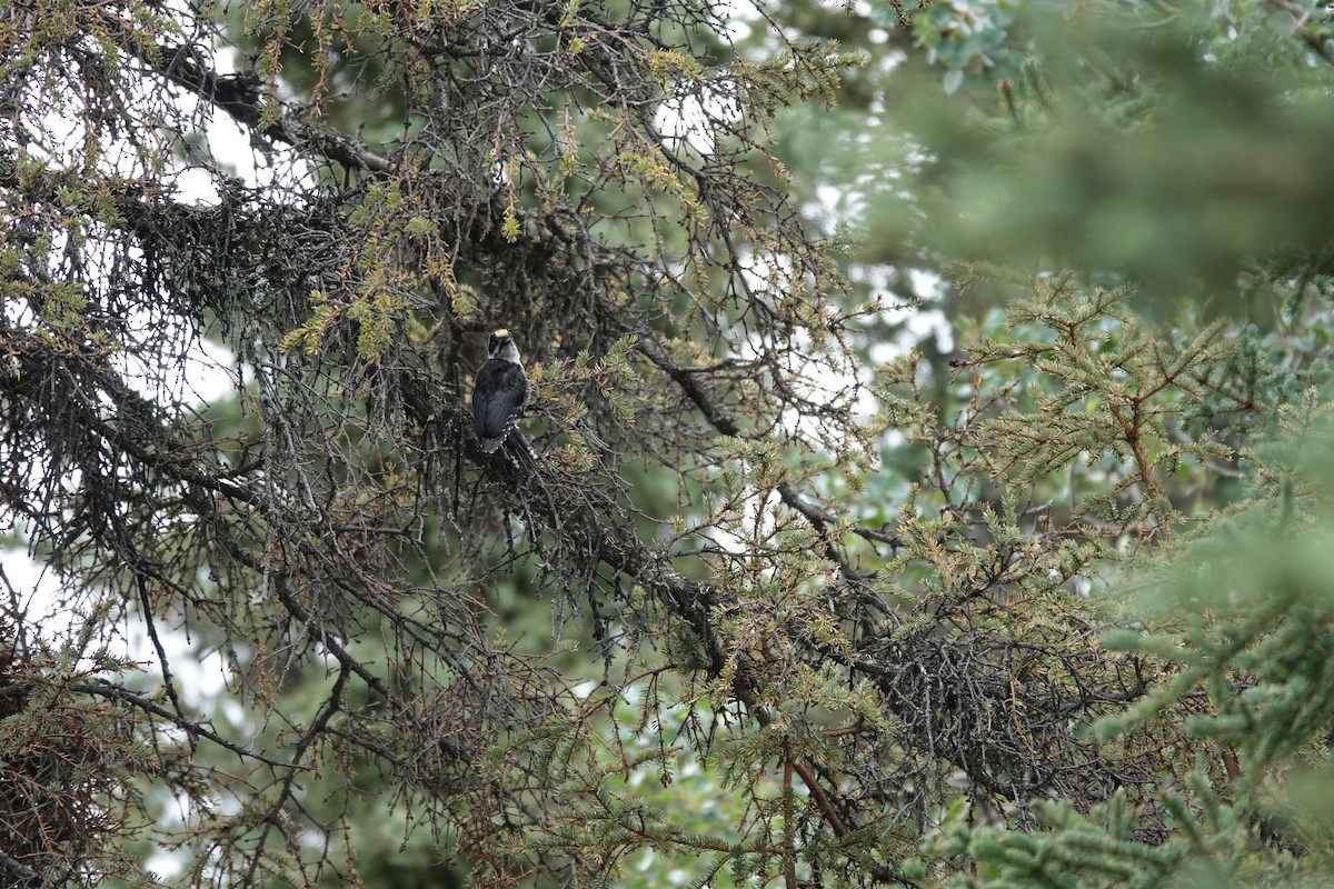 Black-backed Woodpecker - ML641657883
