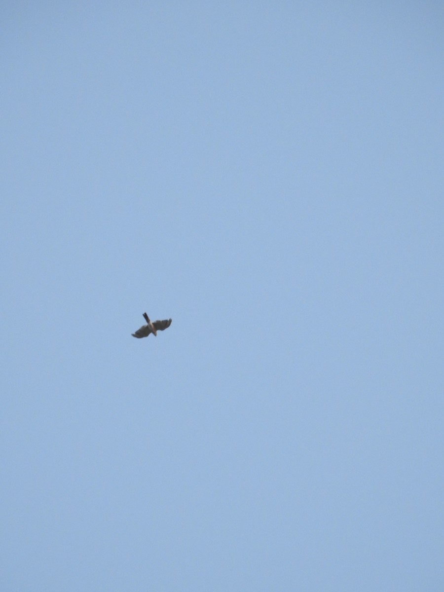 Aerospiza/Tachyspiza/Accipiter/Astur sp. - ML641657958