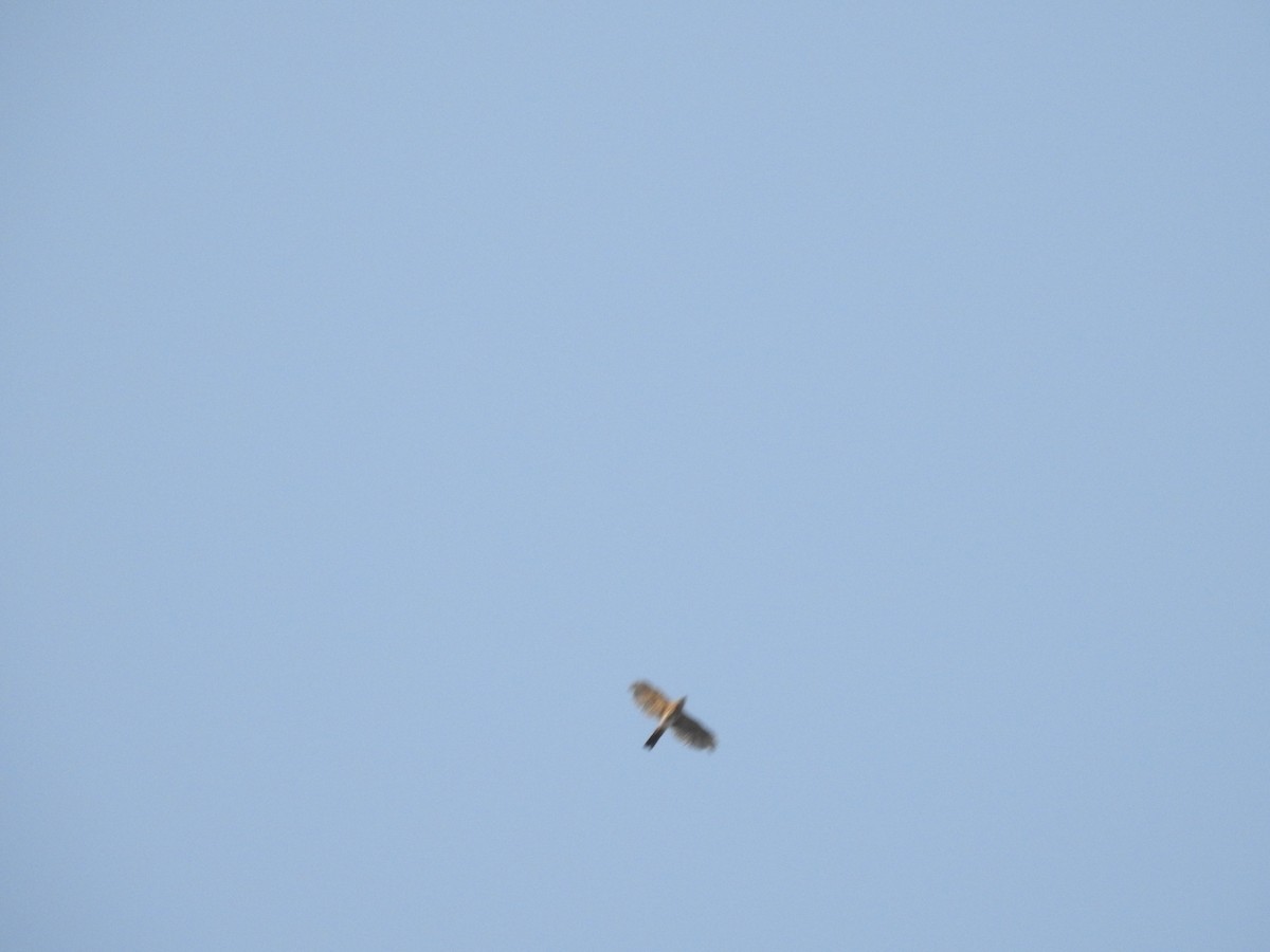 Aerospiza/Tachyspiza/Accipiter/Astur sp. - ML641657959