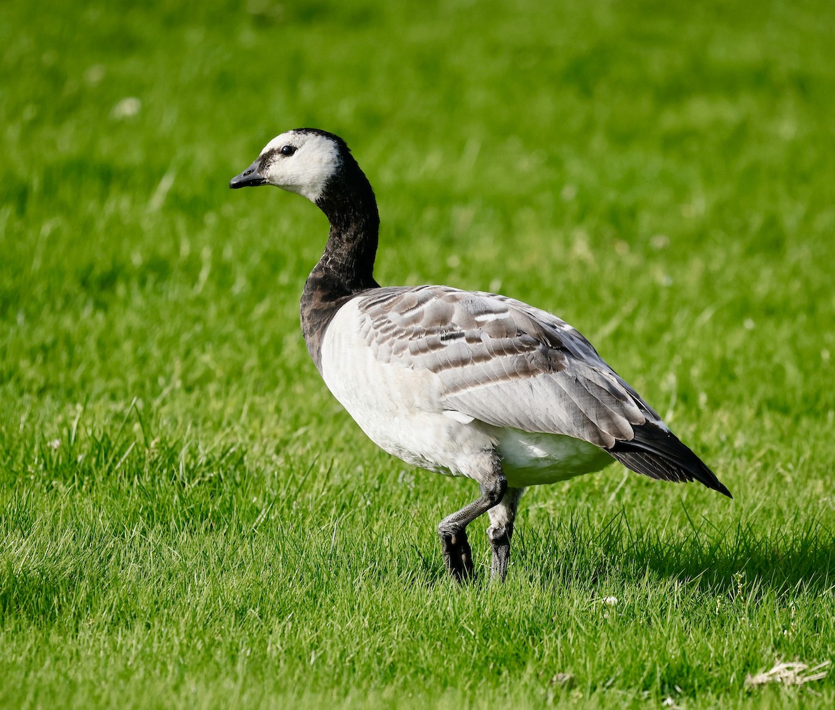 Barnacle Goose - ML641657966