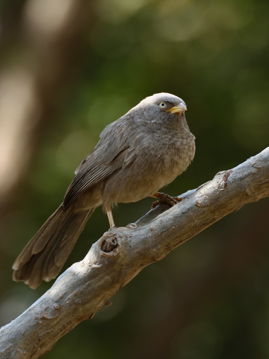 Jungle Babbler - ML641657974