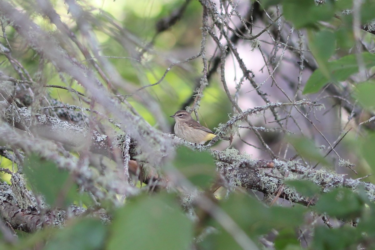 Palm Warbler (Western) - ML641657975