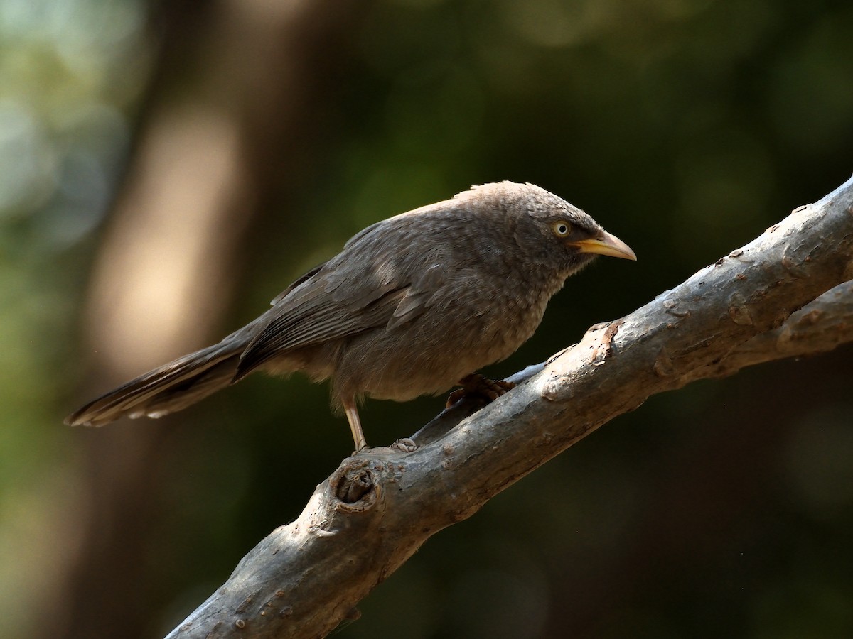 Jungle Babbler - ML641657976