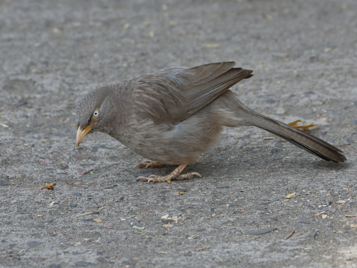 Jungle Babbler - ML641657977