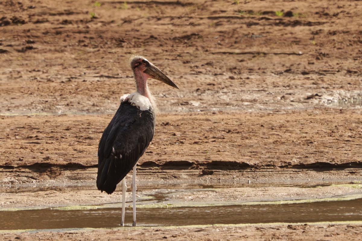 Marabou Stork - ML641657997