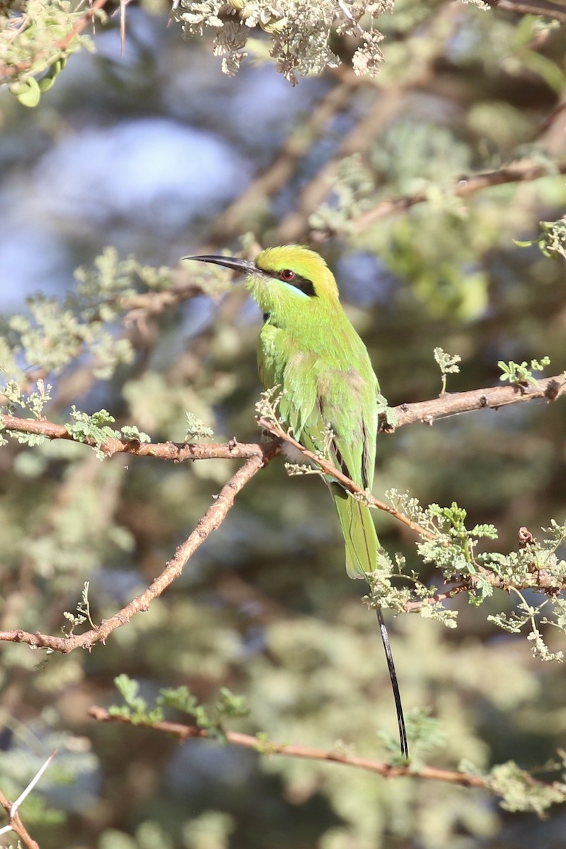 African Green Bee-eater - ML641658014