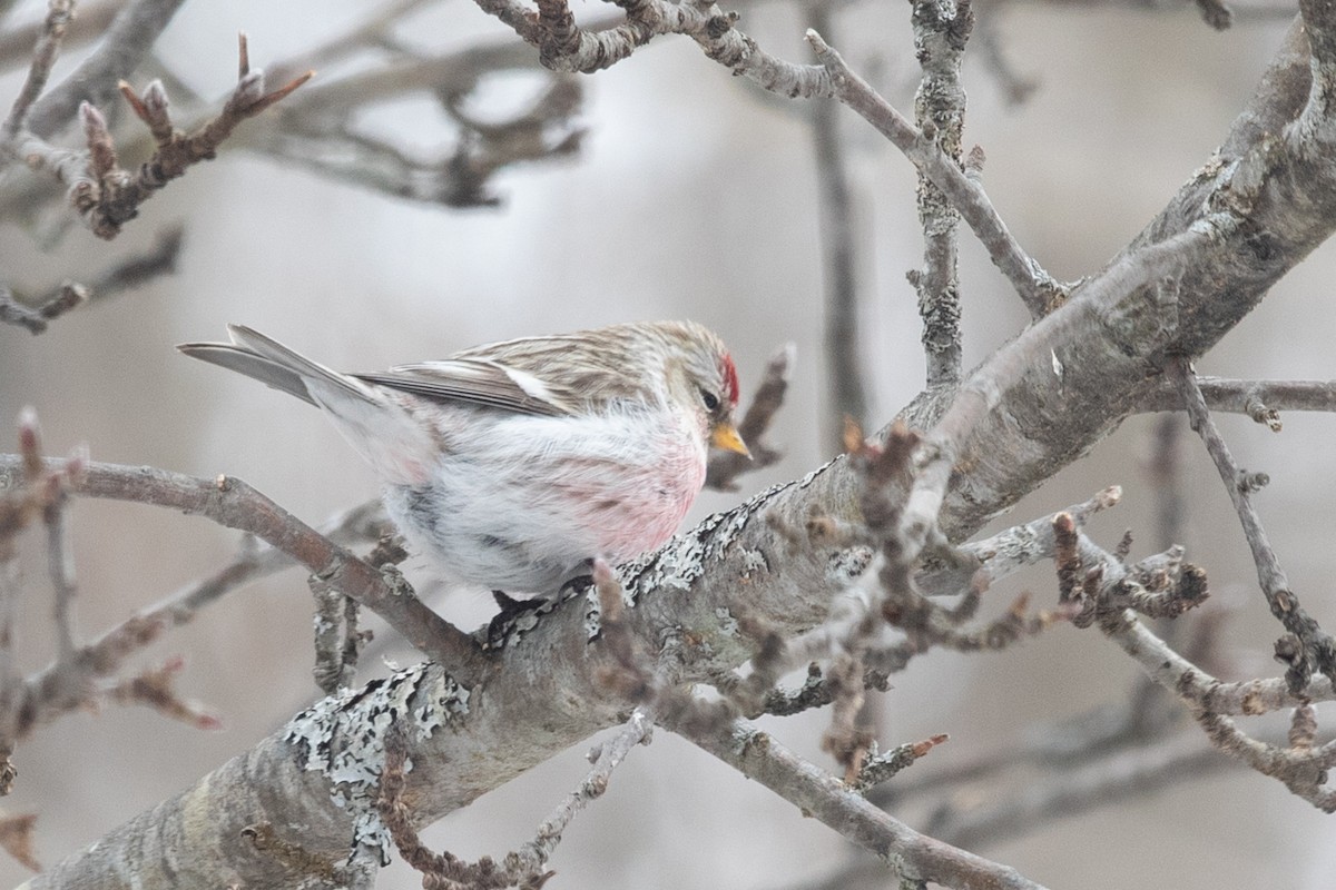 Redpoll (exilipes) - ML641658025