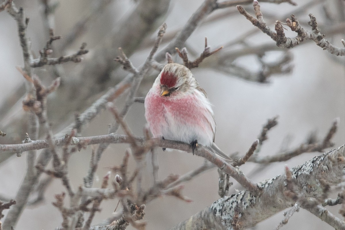 Redpoll (exilipes) - ML641658026