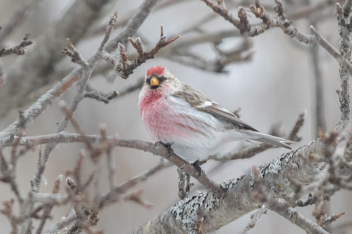 Redpoll (exilipes) - ML641658027