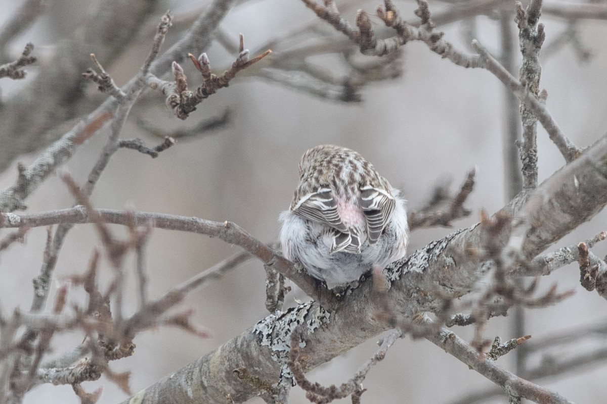 Redpoll (exilipes) - ML641658028