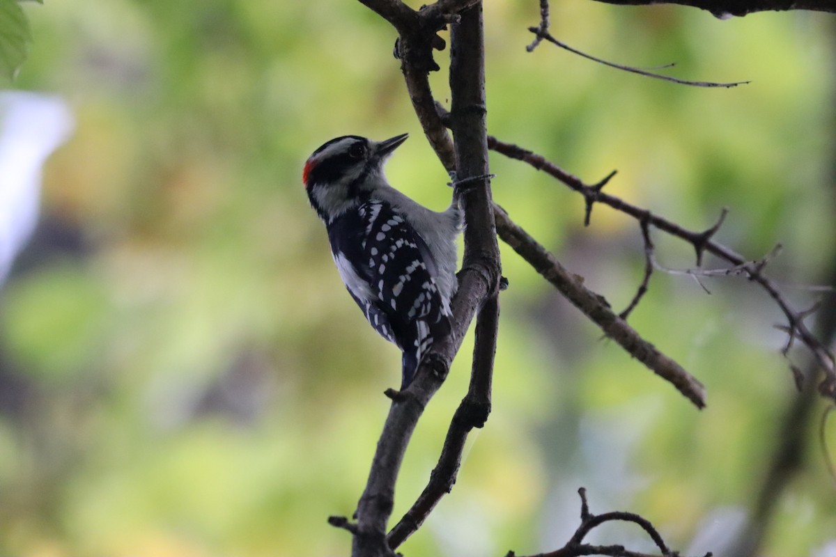 Downy Woodpecker - ML641658037