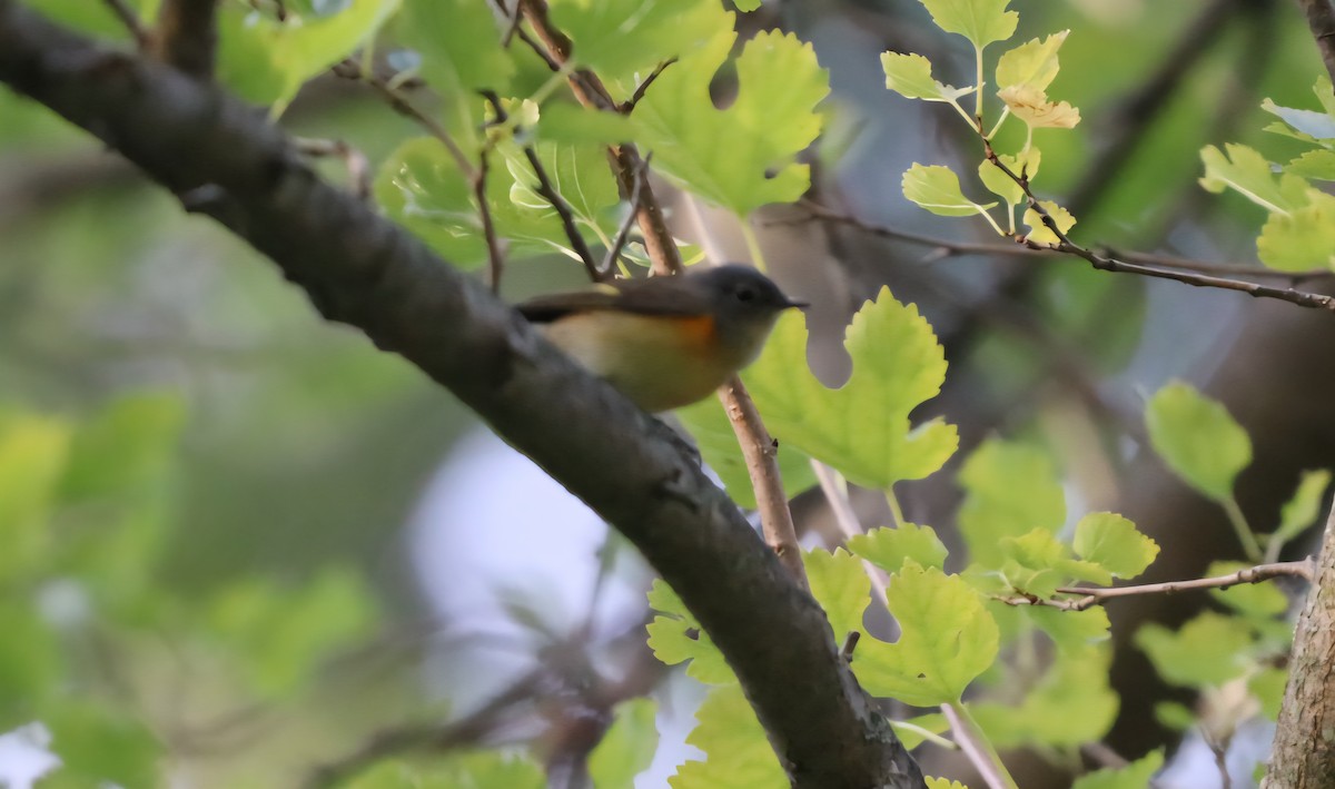 American Redstart - ML641658052