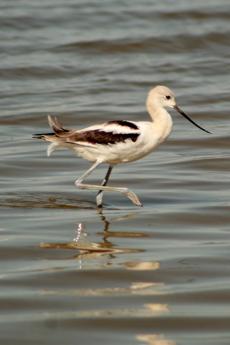 American Avocet - ML641658055