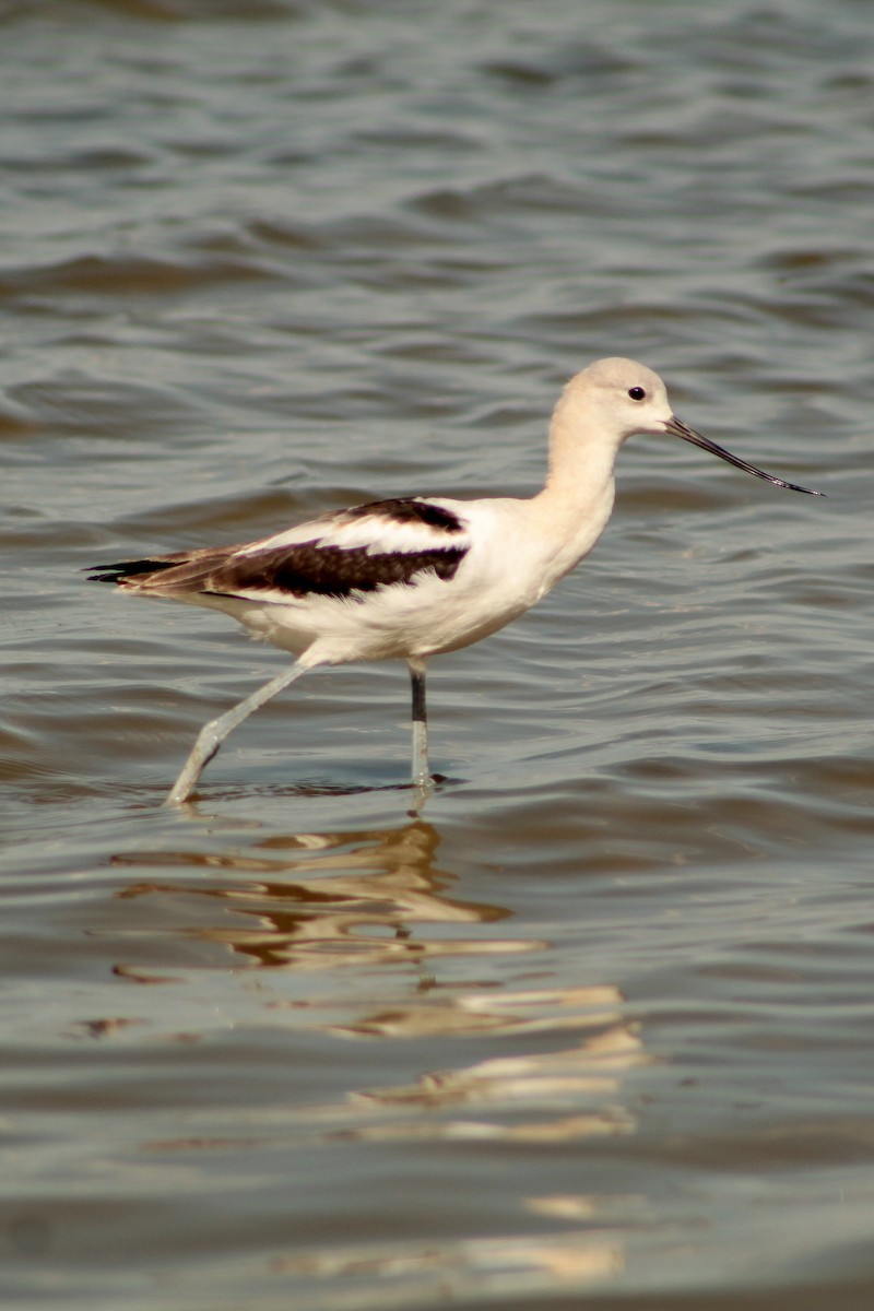 American Avocet - ML641658056
