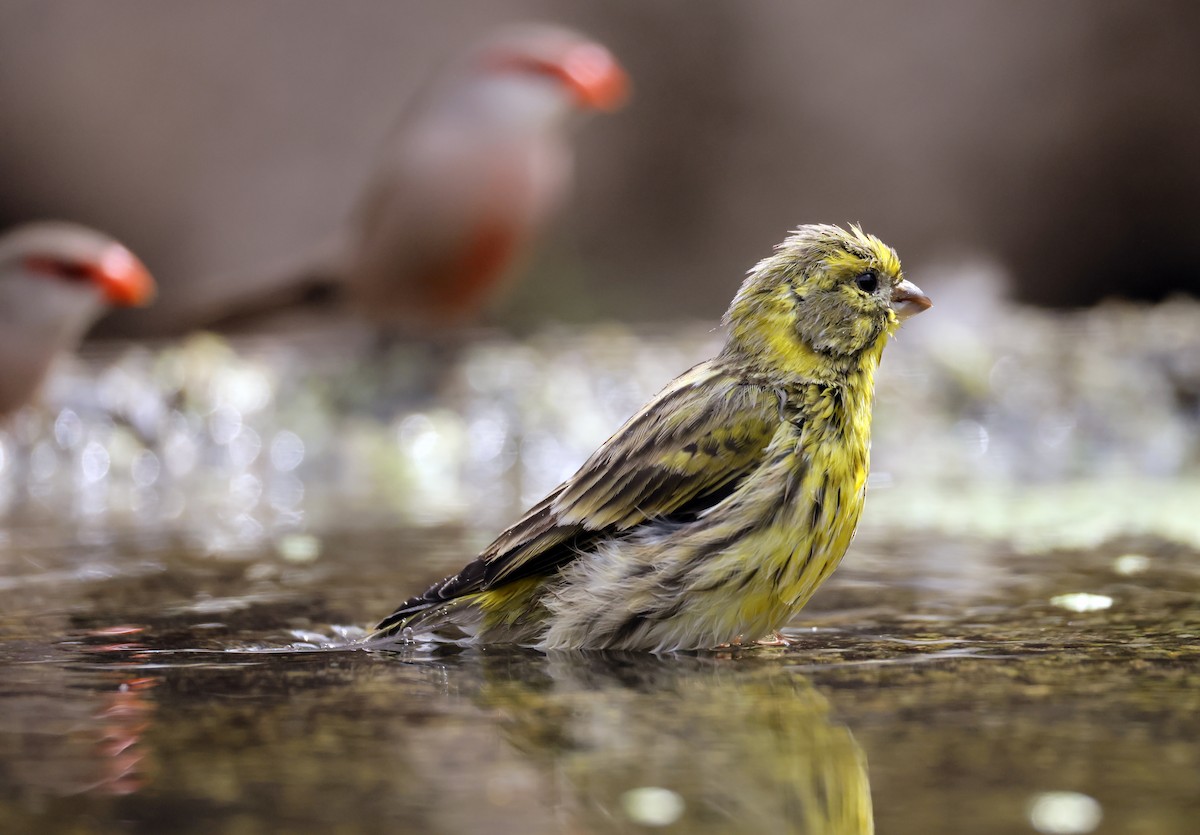 European Serin - ML641658060