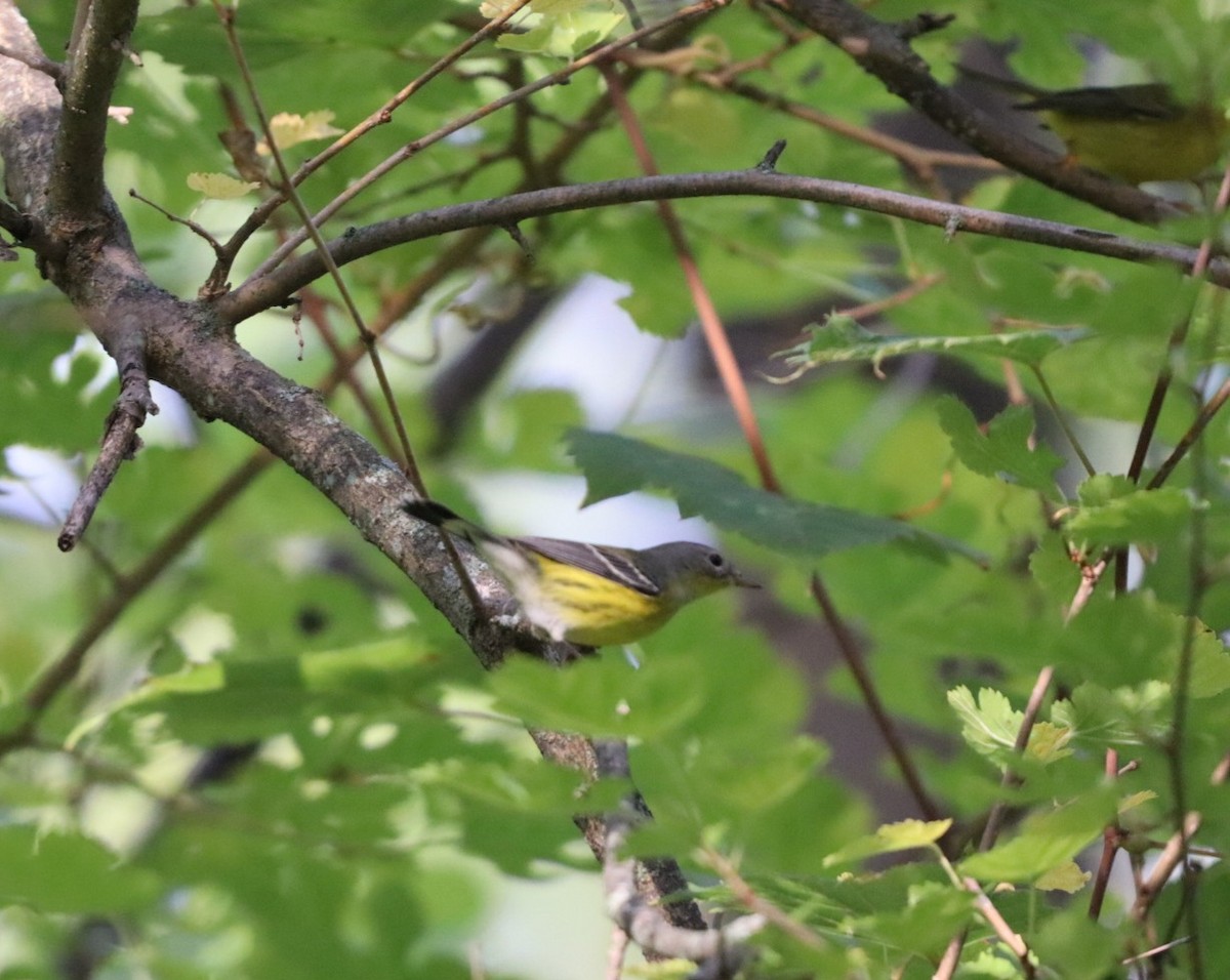 Magnolia Warbler - ML641658065