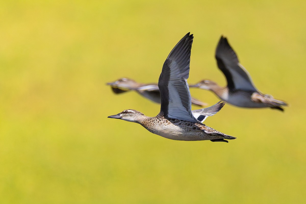 Garganey - ML641658066