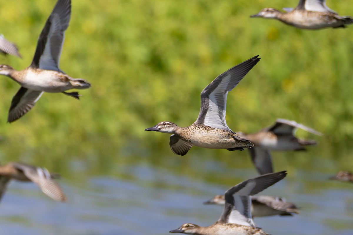 Garganey - ML641658067