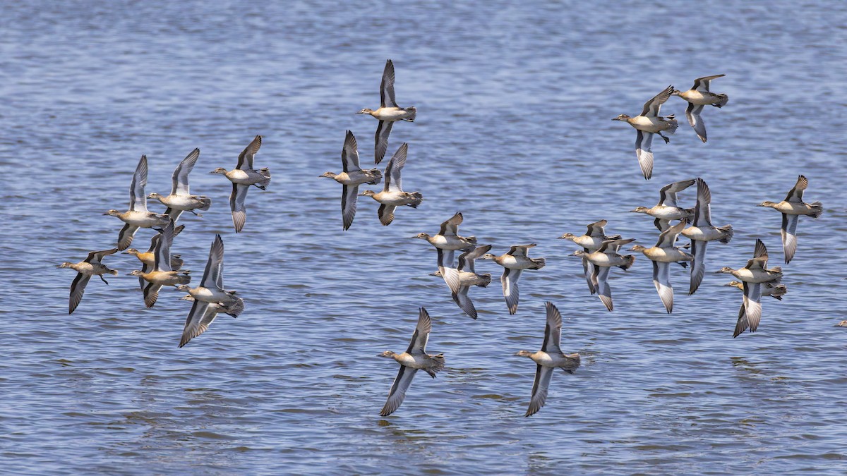 Garganey - ML641658068